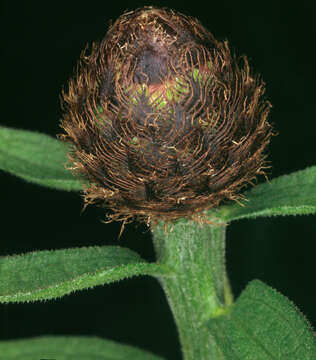 Centaurea nigra subsp. endressii (Dostál) Arnelas & Devesa resmi