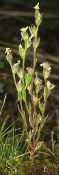 Image of Linaria arenaria DC.