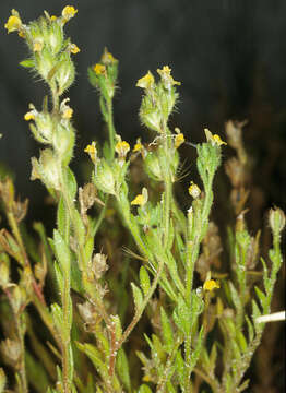 Image of Linaria arenaria DC.