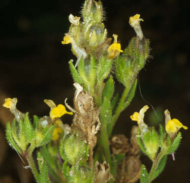 Image of Linaria arenaria DC.