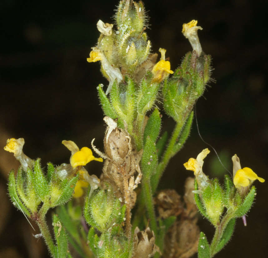 Plancia ëd Linaria arenaria DC.