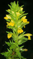 Image of Yellow Glandweed