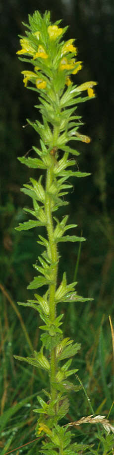 Image of Yellow Glandweed