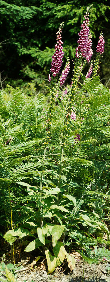 Imagem de Digitalis purpurea L.