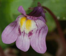 Image of Ivy-leaved Toadflax