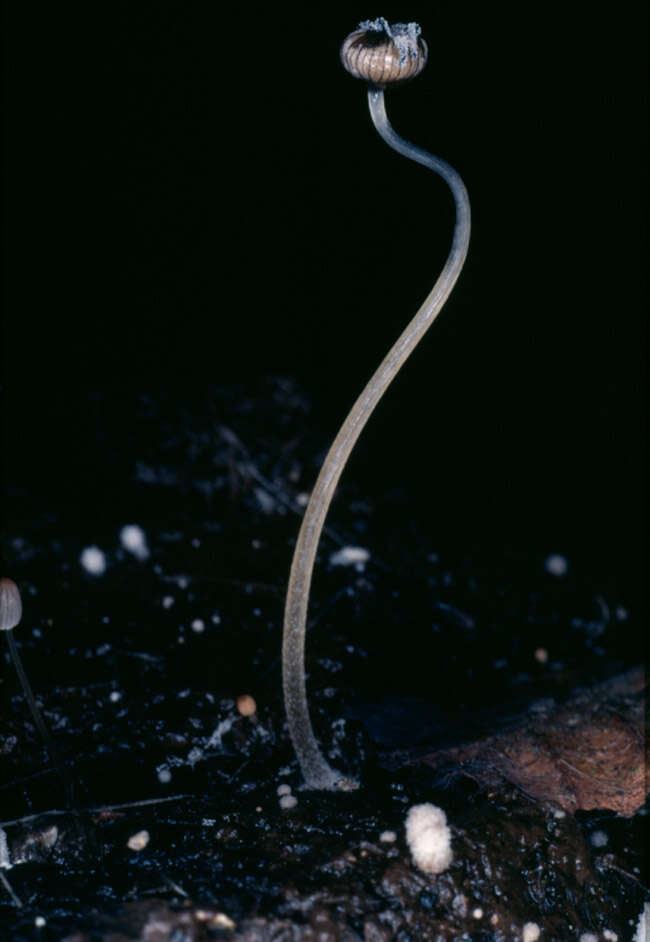 Image of Coprinopsis foetidella (P. D. Orton) A. Ruiz & G. Muñoz 2016