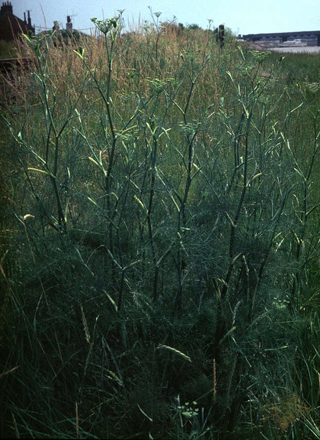 Foeniculum resmi