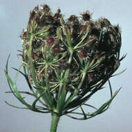 Image of Queen Anne's lace