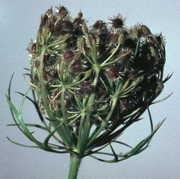 Daucus carota subsp. carota resmi