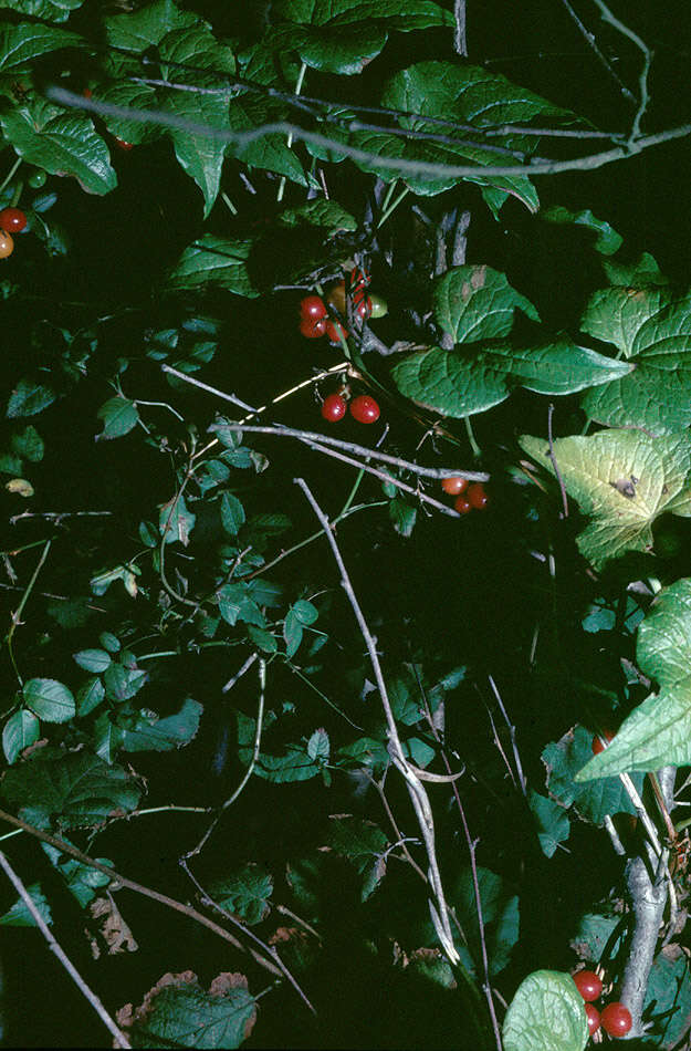 Image of Dioscorea communis (L.) Caddick & Wilkin