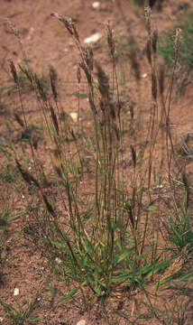 Imagem de Anthoxanthum odoratum L.