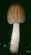 Image de Parasola misera (P. Karst.) Redhead, Vilgalys & Hopple 2001