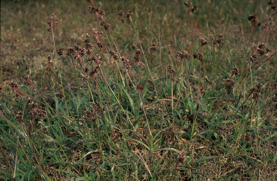 Image of field woodrush