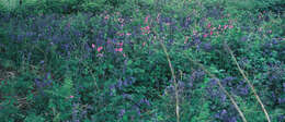 Image of Common Bluebell