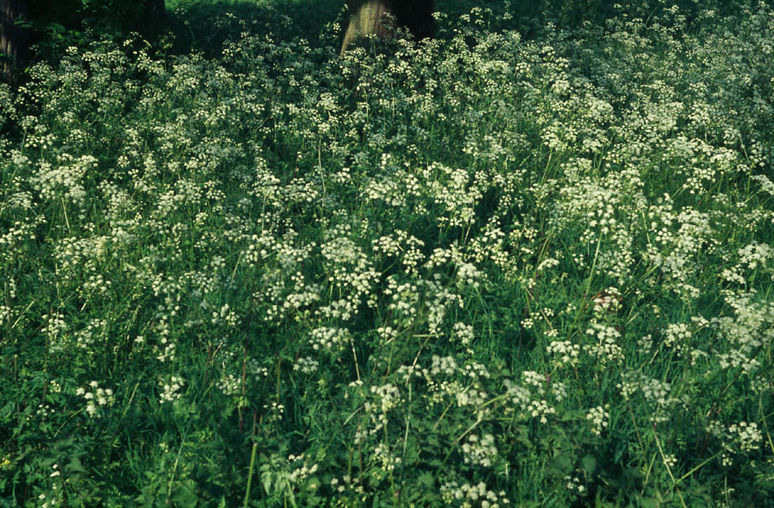 Anthriscus sylvestris (L.) Hoffm. resmi