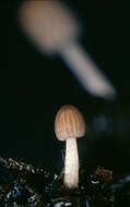 Image de Parasola misera (P. Karst.) Redhead, Vilgalys & Hopple 2001