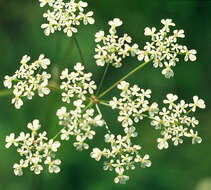 Anthriscus sylvestris (L.) Hoffm. resmi