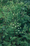 Image of bur chervil