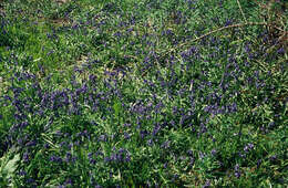 Image of Common Bluebell