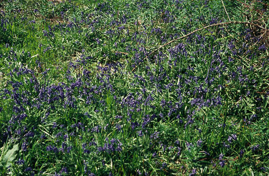 Image of Common Bluebell