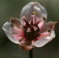 Image of flowering rush family