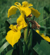 Image of yellow flag, yellow iris