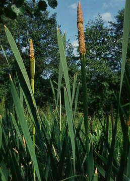 Image of broadleaf cattail