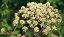 Image of wild angelica