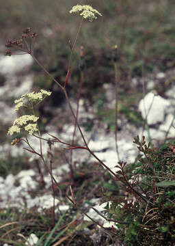 Imagem de Pimpinella saxifraga L.