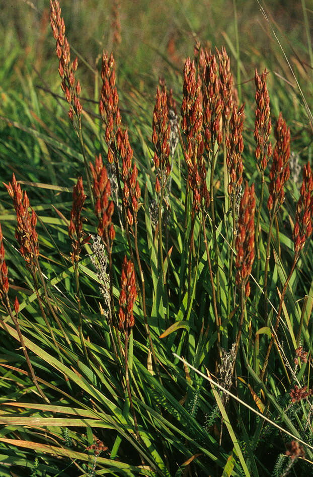 Image of Bog asphodel