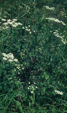 Image of rough chervil