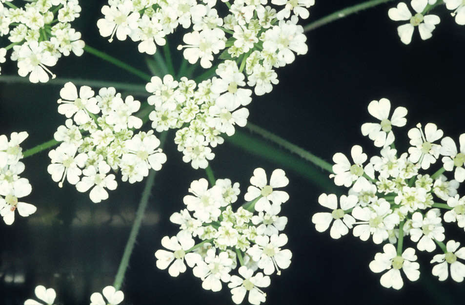 Imagem de Chaerophyllum temulum L.