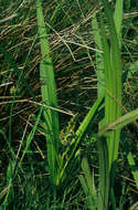 Image of Branched Bur-reed