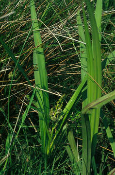 Image of Branched Bur-reed