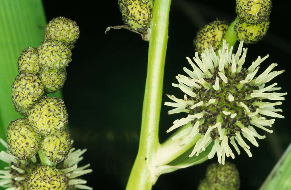 Image of Branched Bur-reed