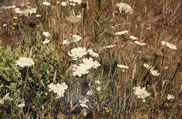 Image of Queen Anne's lace