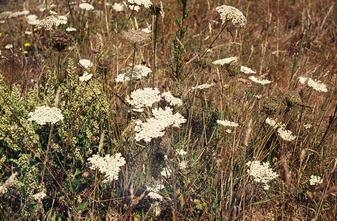 Imagem de Daucus carota subsp. carota