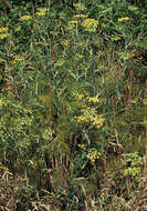 Foeniculum resmi