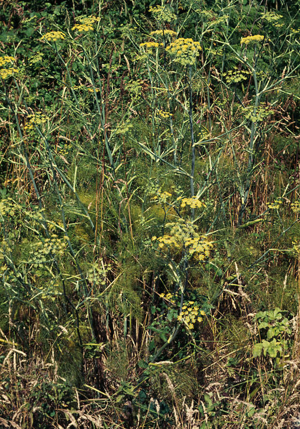 Foeniculum resmi