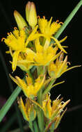 Image of Bog asphodel