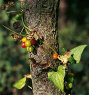 Image of Dioscorea communis (L.) Caddick & Wilkin