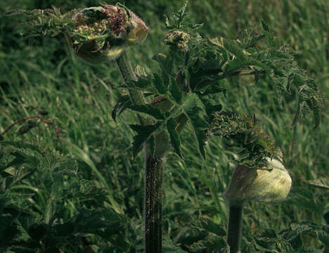 Heracleum sphondylium subsp. sphondylium resmi