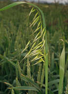 Image of wild oat