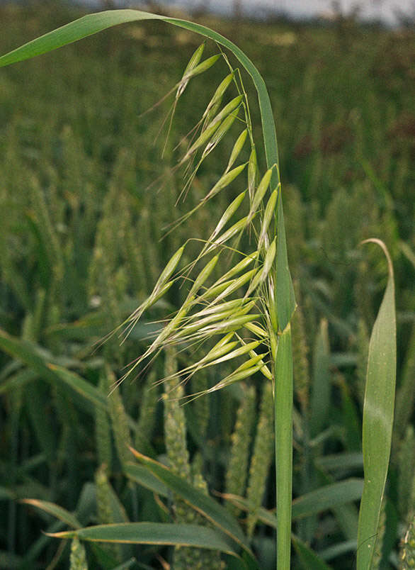 Image of wild oat