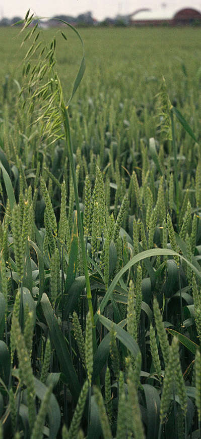 Image of wild oat