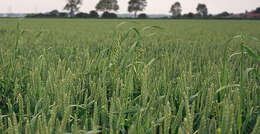 Image of wild oat