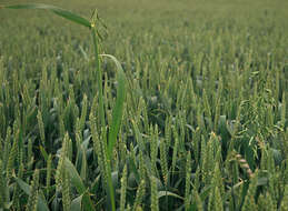 Image of wild oat