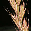 Image of Italian Rye Grass