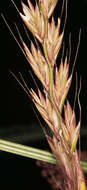 Image of Italian Rye Grass