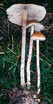 Image of Hypholoma marginatum J. Schröt. 1889